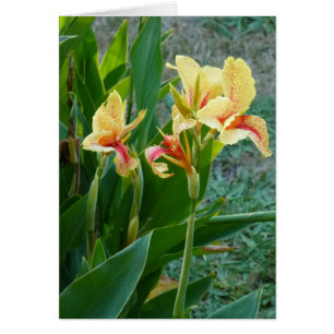 Lirio de Canna amarillo