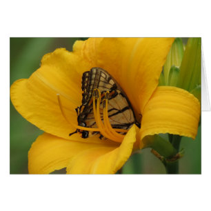 Lirio de cola tortuosa - Mariposa