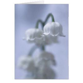 Lirio De Flores Del Valle