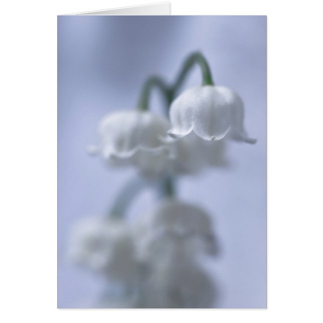 Lirio De Flores Del Valle (Frente)