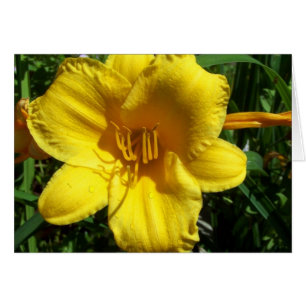 Lirio de jardín amarillo