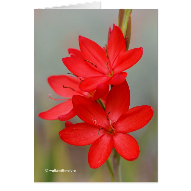 Lirio de Kaffir / Lirio de río / Hesperantha Cocci (Frente)