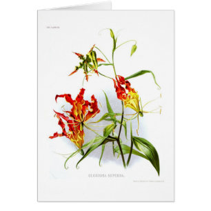 Lirio de la llama (superba de Gloriosa)