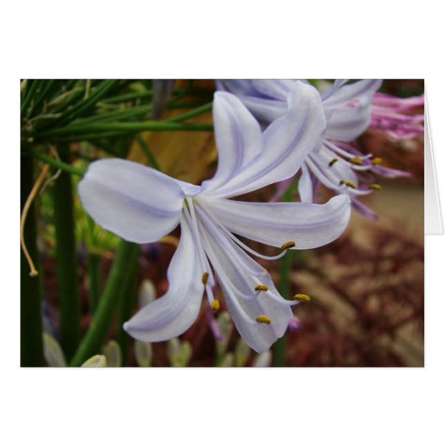 Lirio del Nilo (Anverso (Horizontal))