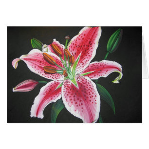 Lirio del Stargazer