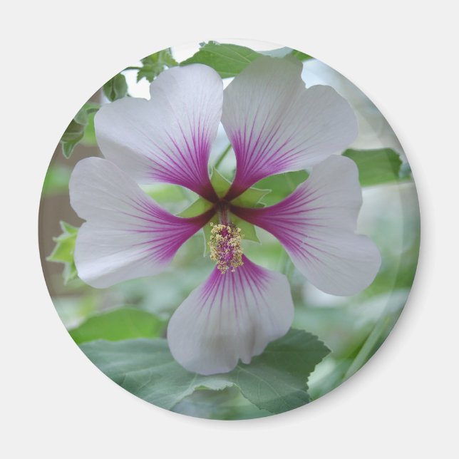 Lirio Delicado - imán (Frente)