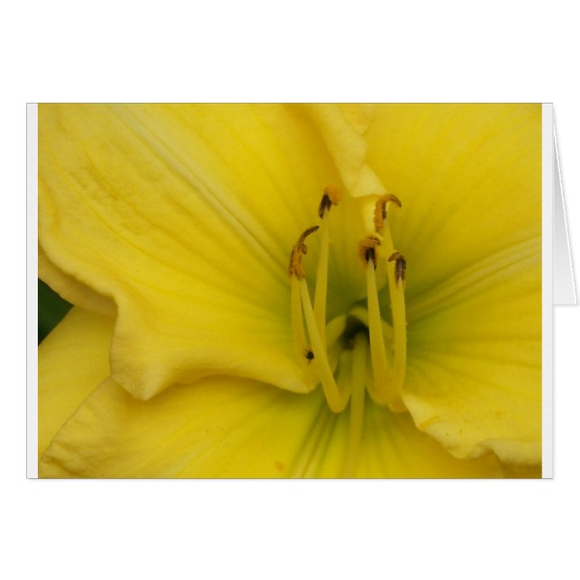 Lirio dorado (Anverso (Horizontal))