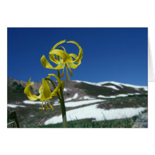 Lirio glaciar