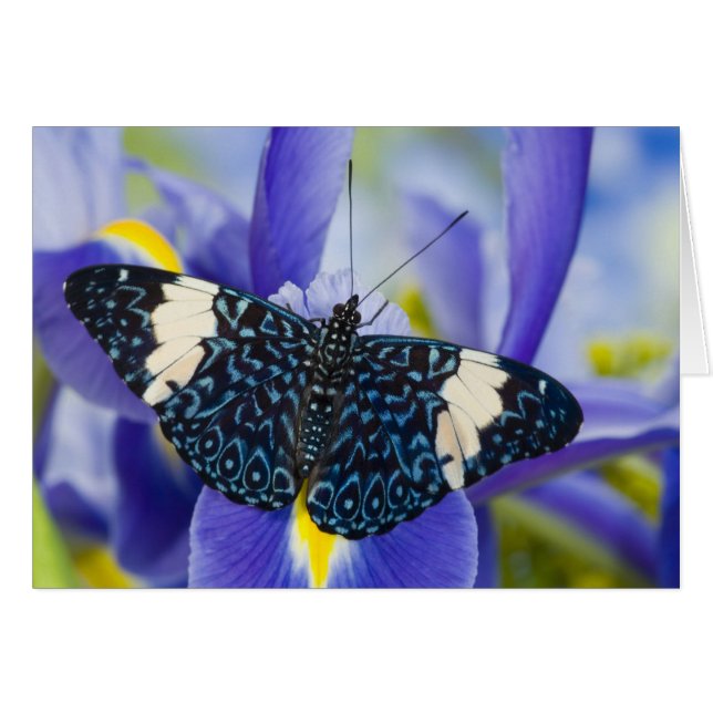 Lirio Iris Morado de Mariposa Tropical (Anverso (Horizontal))