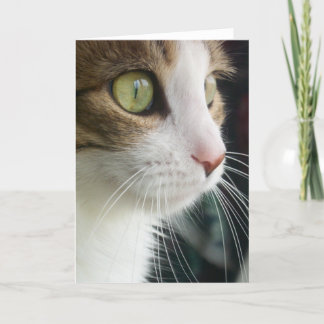 Lirio la tarjeta de felicitación del gato 03