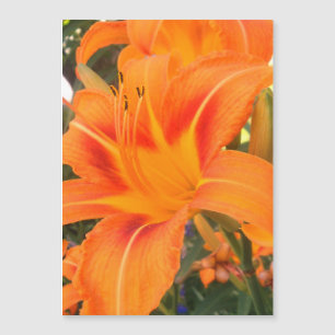 Lirio naranja en el jardín - tarjeta magnética
