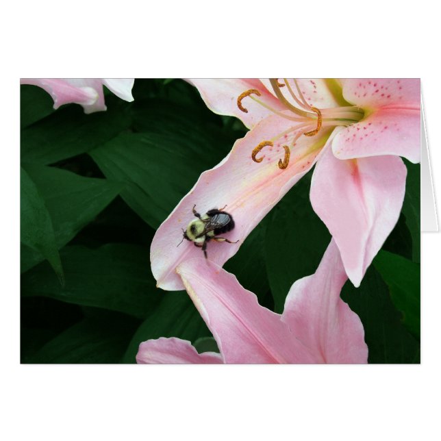 Lirio oriental con la abeja (Anverso (Horizontal))