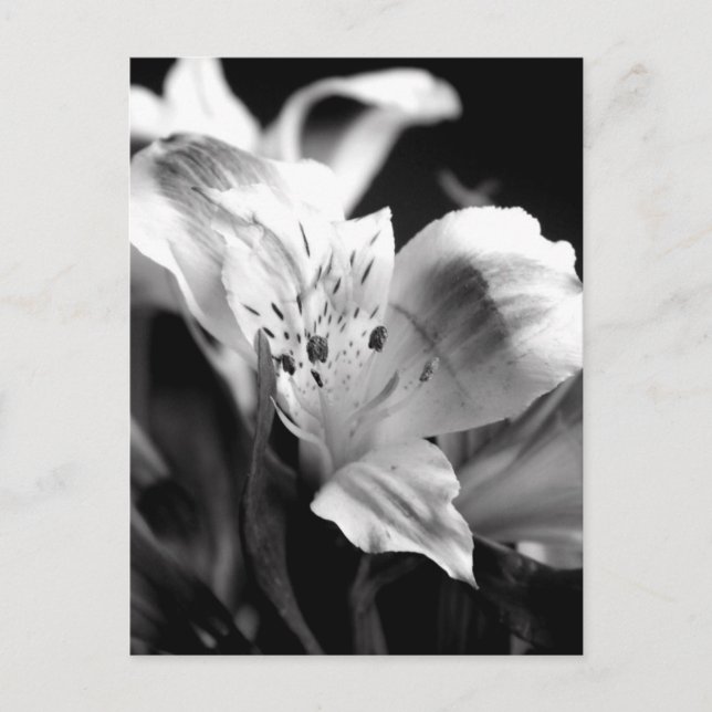 Lirio pálido en postal monocroma (Anverso)