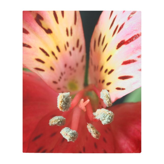 Lirio peruano alaba arte mural Metalizado (Anverso)