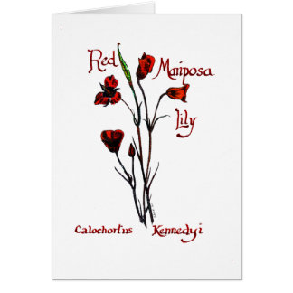 Lirio rojo de Marisposa