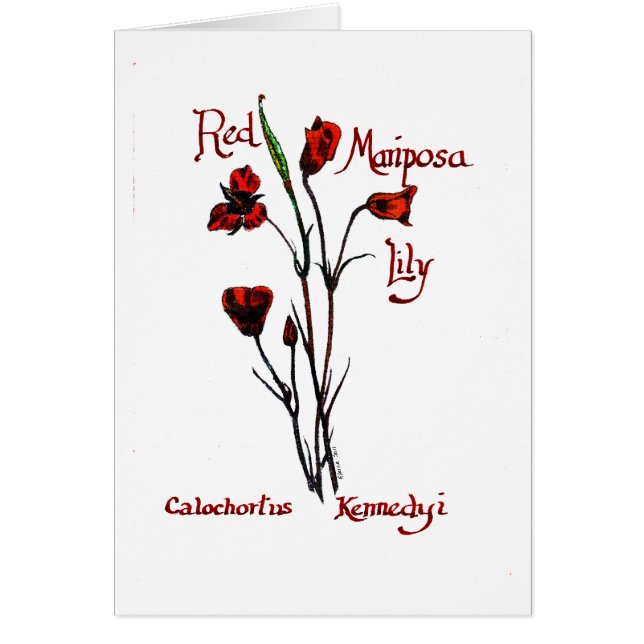 Lirio rojo de Marisposa (Frente)