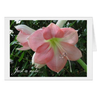Lirio rosa bonito