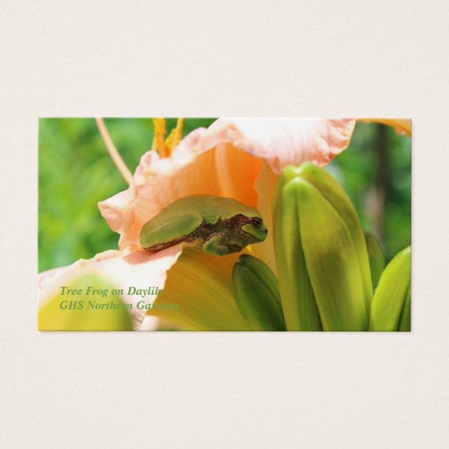 Lirio rosa de rana de árbol sonriente (Frente)