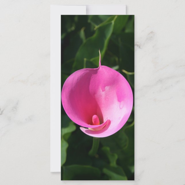 Lirio rosado (Anverso)