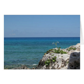 Lirio solitario junto al mar