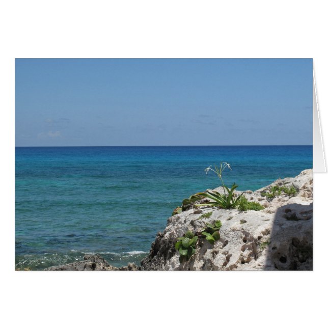 Lirio solitario junto al mar (Anverso (Horizontal))