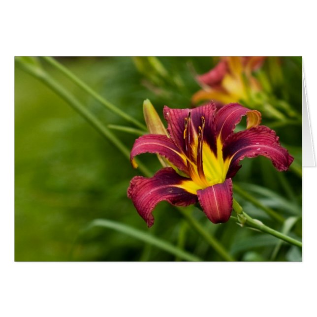 Lirio tricolor (Anverso (Horizontal))