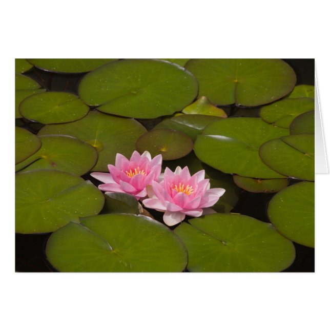 Lirios de agua en flor (Anverso (Horizontal))