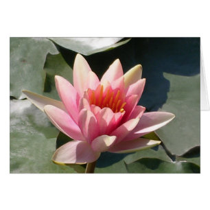 Lirios de agua rosados