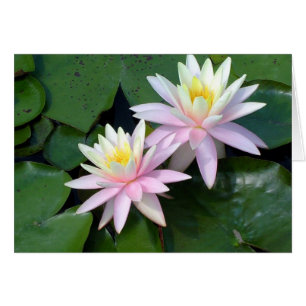 Lirios de agua rosados