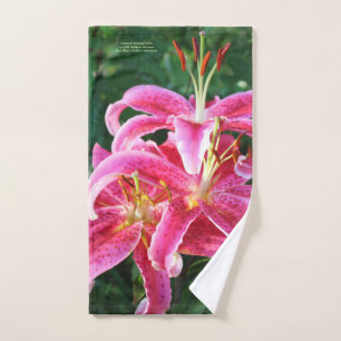 Lirios de Oriental del Stargazer