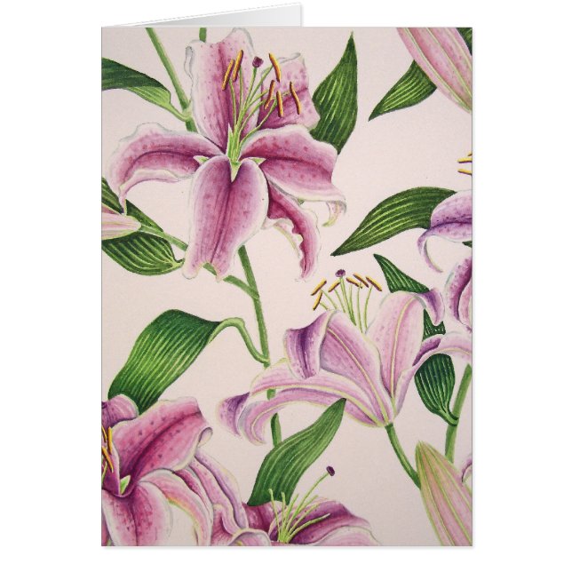 Lirios del Stargazer (Frente)