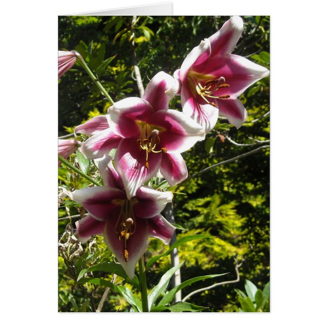 Lirios Elegantes (Frente)