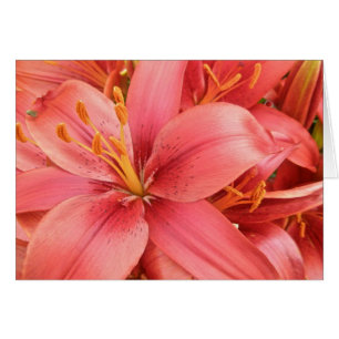 Lirios híbridos que coordinan artículos