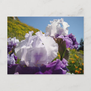 Liris Flores prado tarjeta postal Púrpura Iris Bla