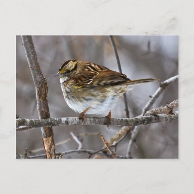 Listo para el despegue de la postal (Anverso)