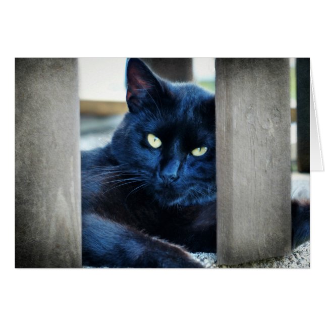Little Black Kitty (Anverso (Horizontal))