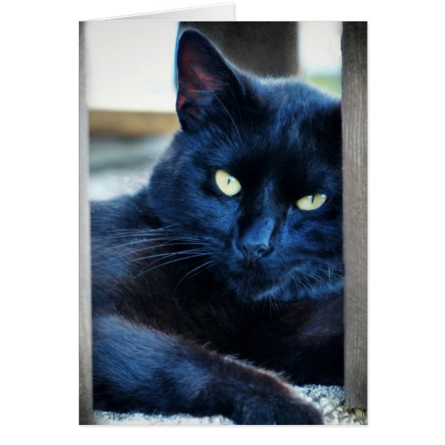 Little Black Kitty (Frente)