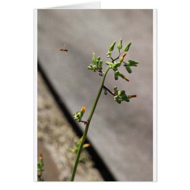 Little Bug, Little Flower (Frente)