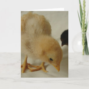 Little Chick todas las ocasiones tarjeta de saludo