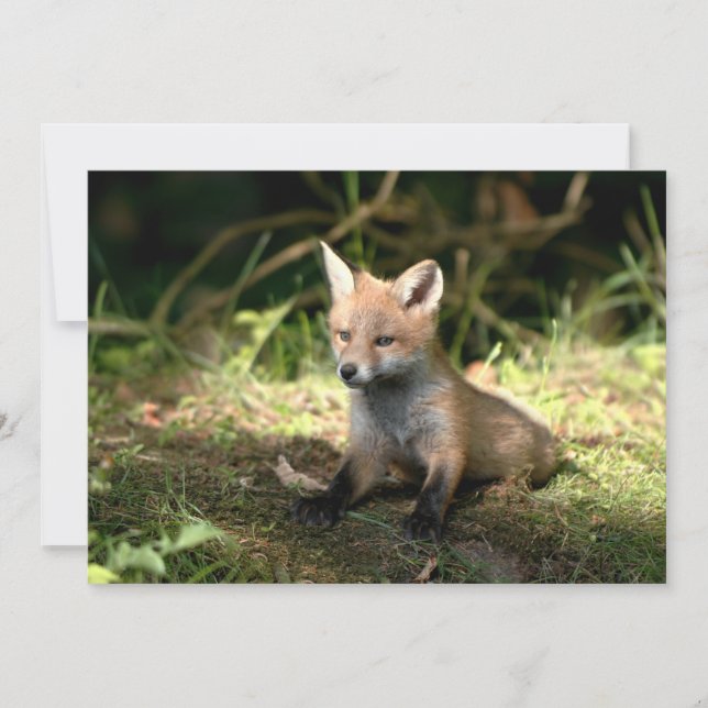 Little Cub Red Fox (Anverso)