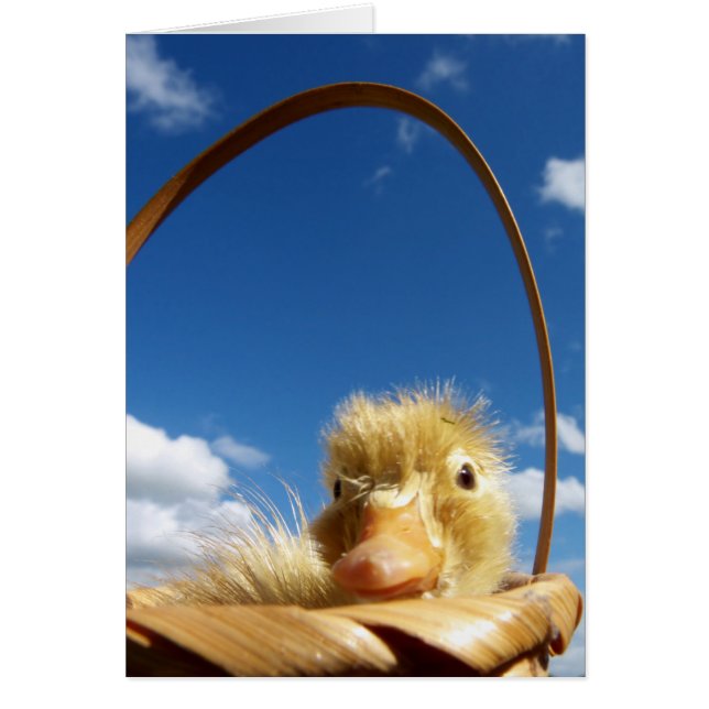 little duckling (Frente)