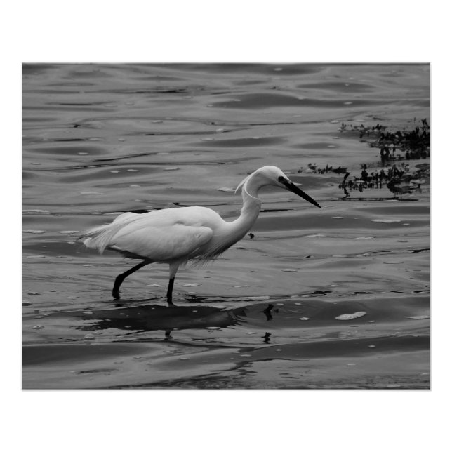 Little Egret Poster (Anverso)