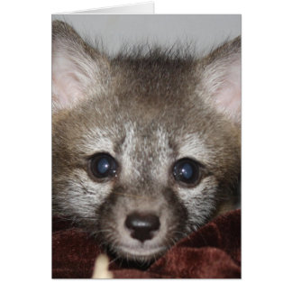 Little Fox