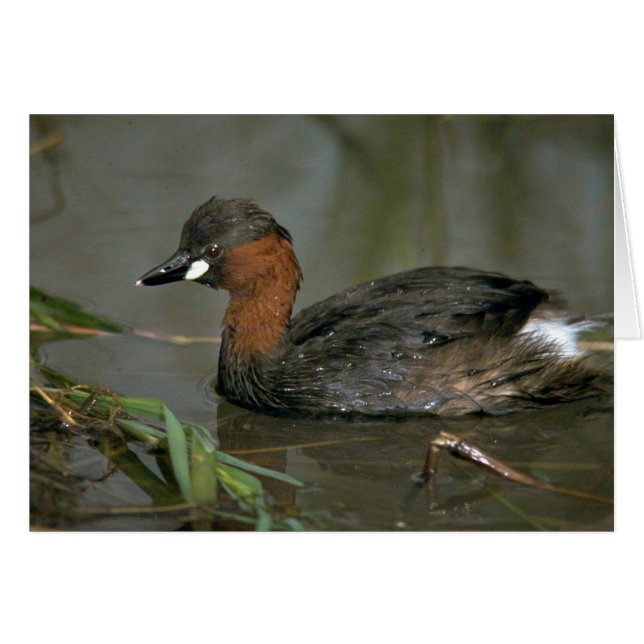 Little Grebe (Anverso (Horizontal))