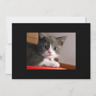 little_kittens (24) adorables mascotas esponjosos