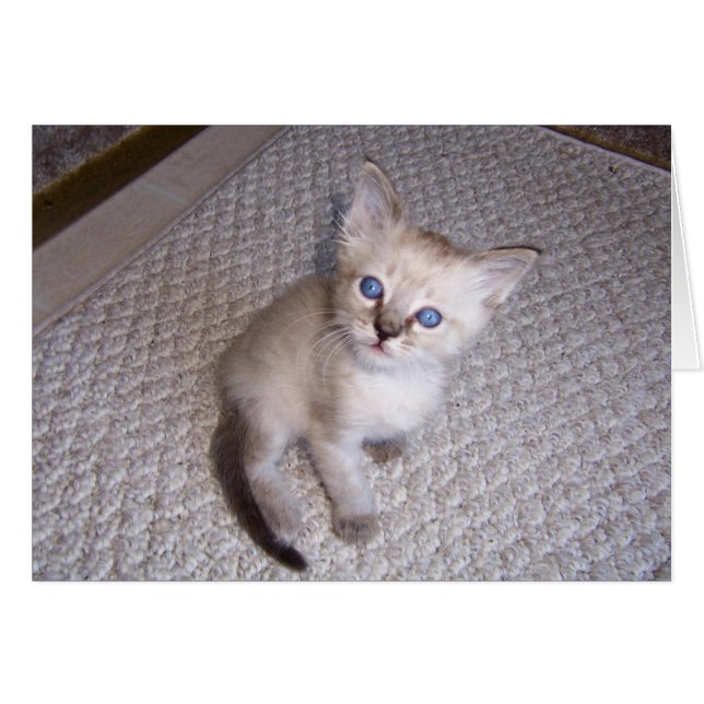 Little Louie Kitten Cat (Anverso (Horizontal))