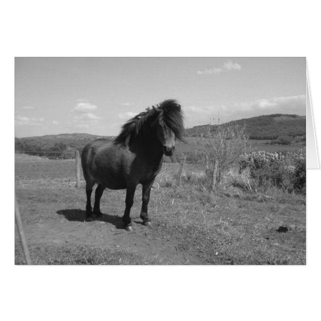 Little Pony (Anverso (Horizontal))