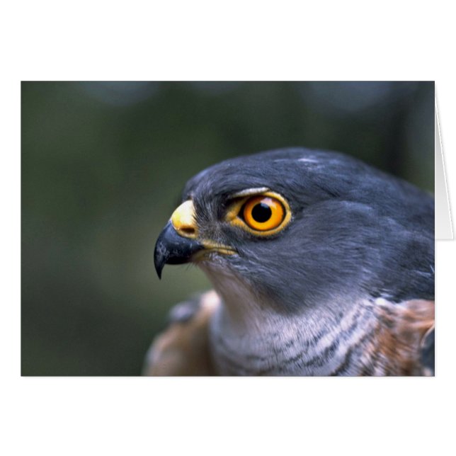 Little Sparrowhawk (Anverso (Horizontal))