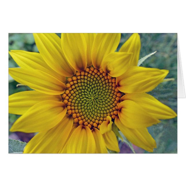 Little Sunflower (Anverso (Horizontal))