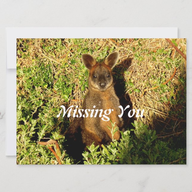 Little Wallaby (Anverso)